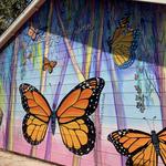 Monarch Butterfly Sanctuary