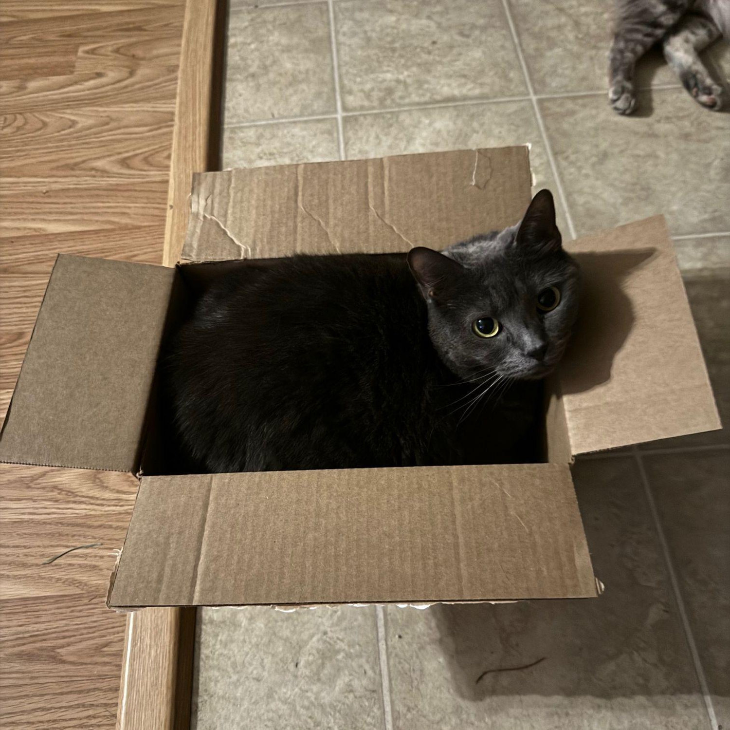 Cleo in a perfectly sized box.