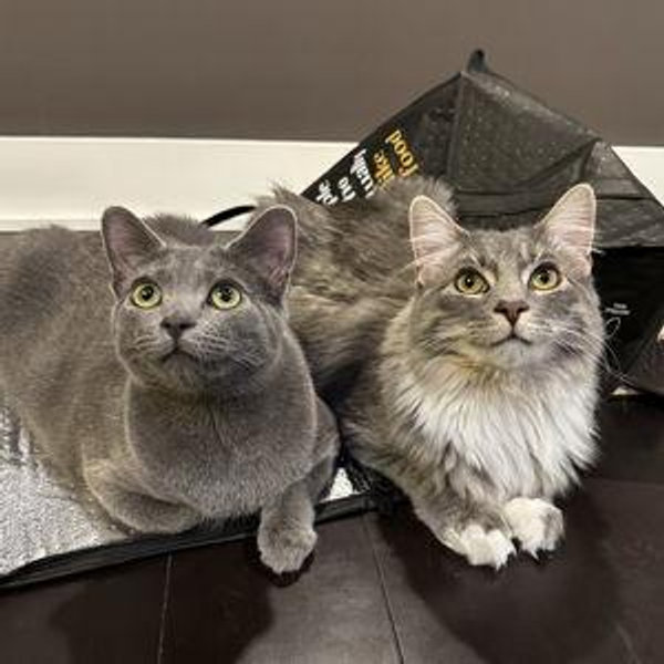 Donation to Beautiful Together Animal Sanctuary