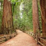 Henry Cowell Redwoods State Park