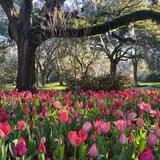Airlie Gardens