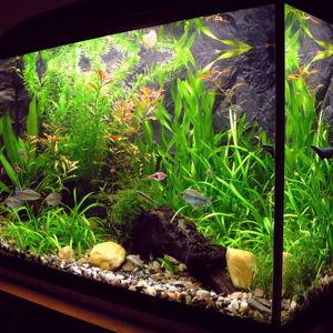 Subsidize Blake's aquarium addiction