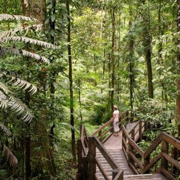 Daintree Rainforest
