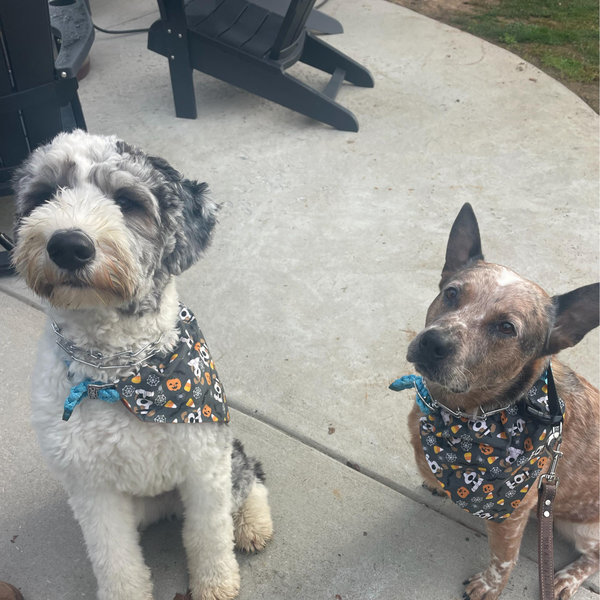 Year's Supply Of Pet Treats