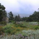 Santa Barbara Botanic Garden