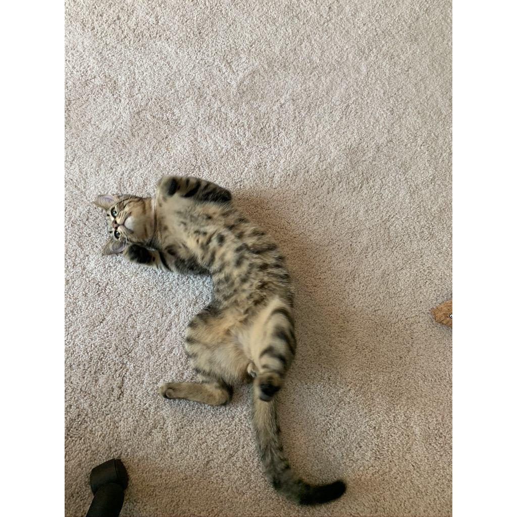 September 2020: We adopted Soda!