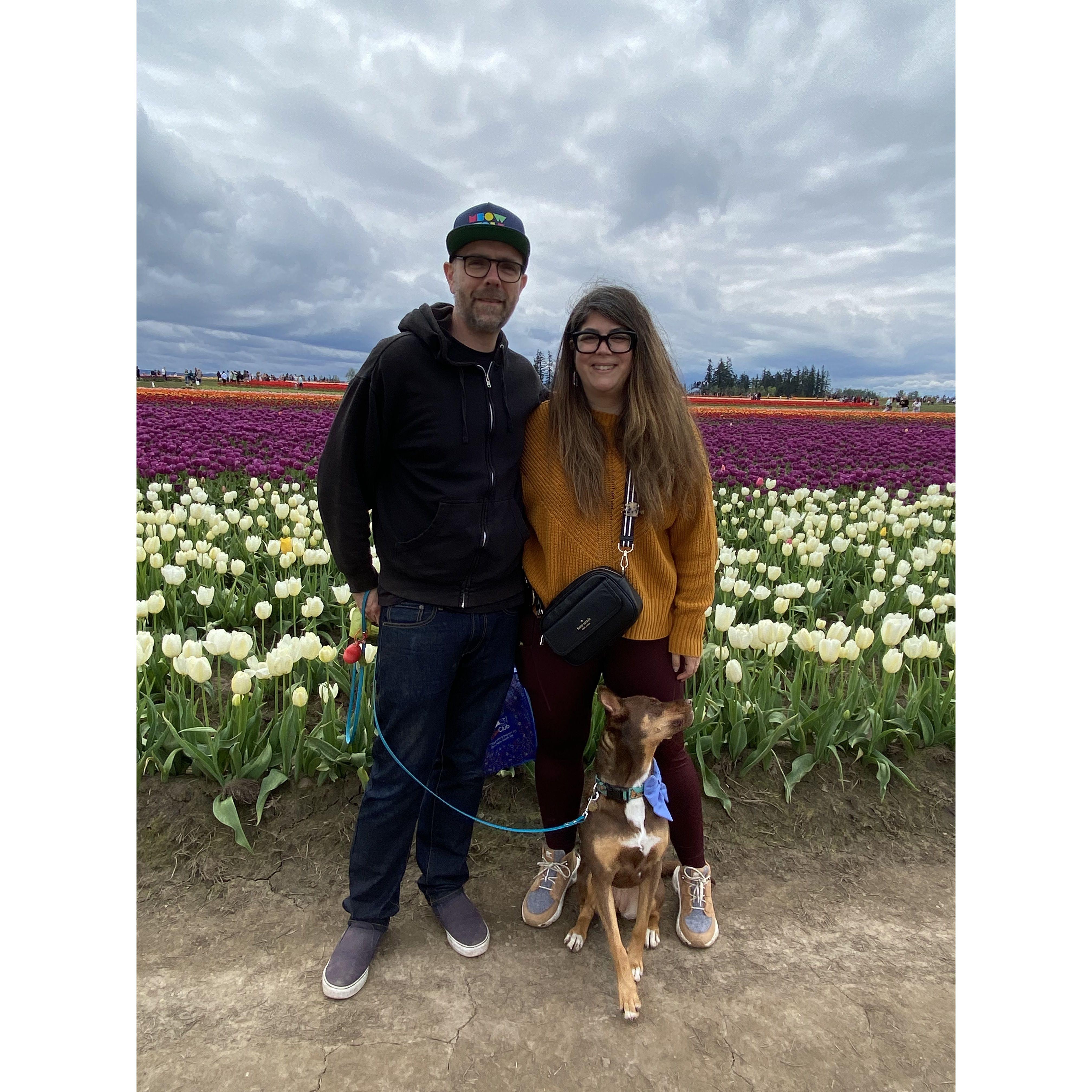 Woodburn Tulip Festival in Oregon