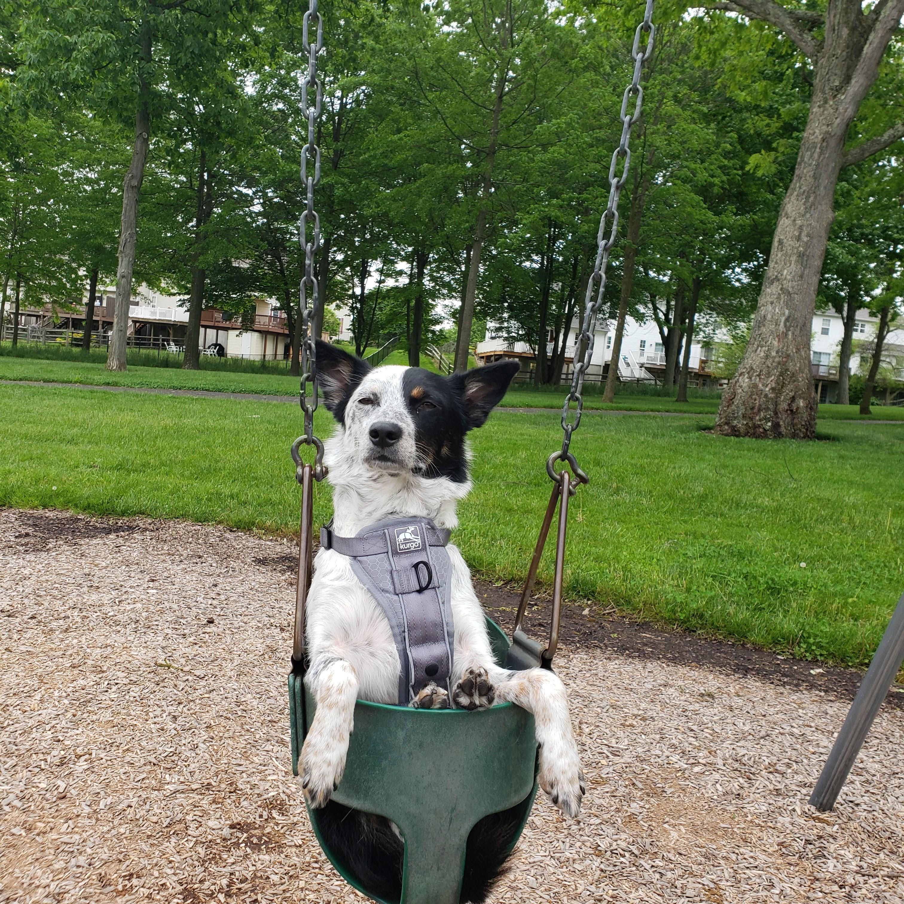 Patches enjoying a relaxed afternoon