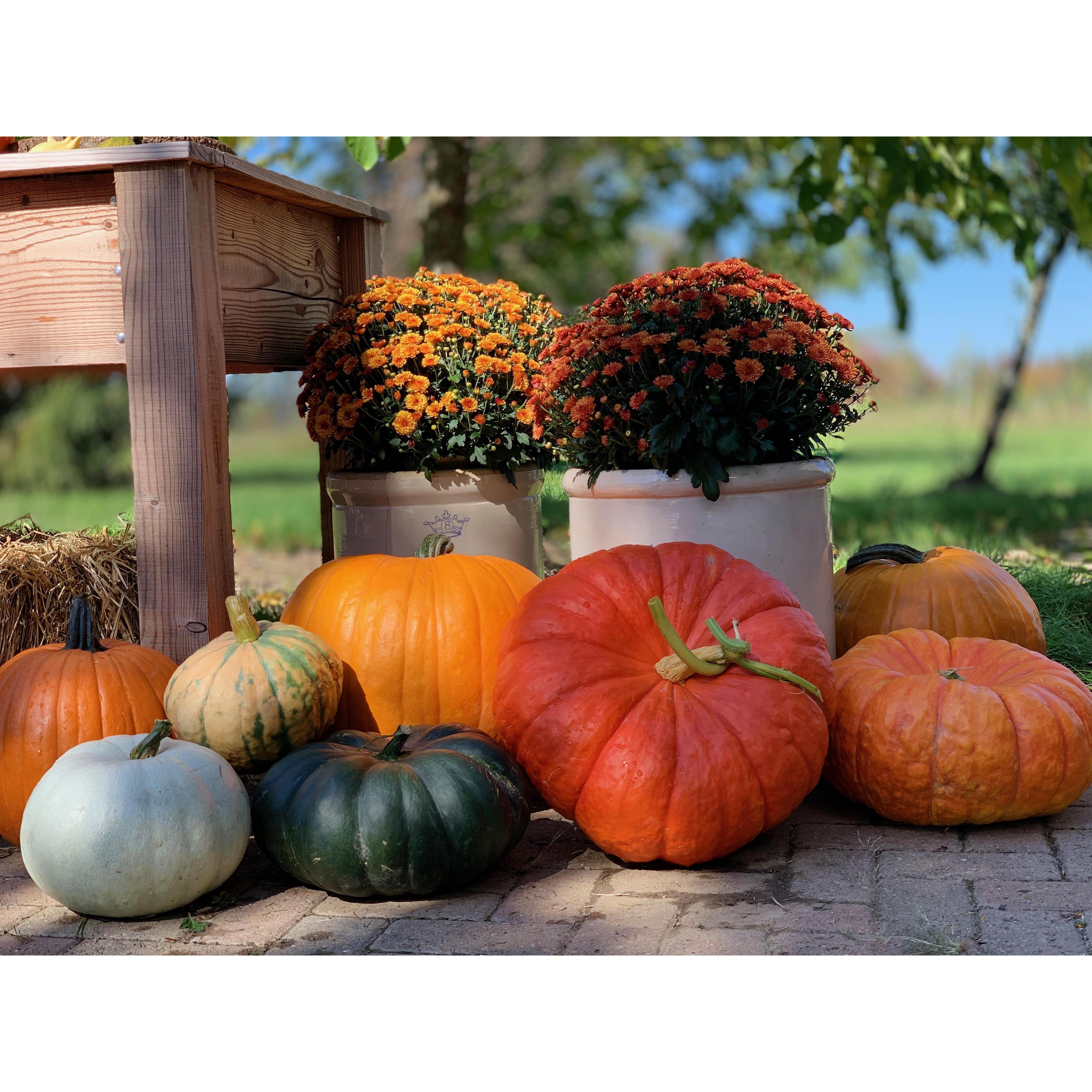 We love Fall!