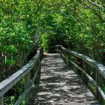 Buxton Woods Trail
