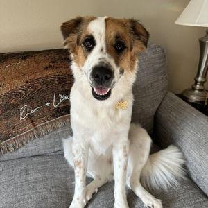 Juneau's Leg Surgery