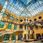 Fernbank Museum