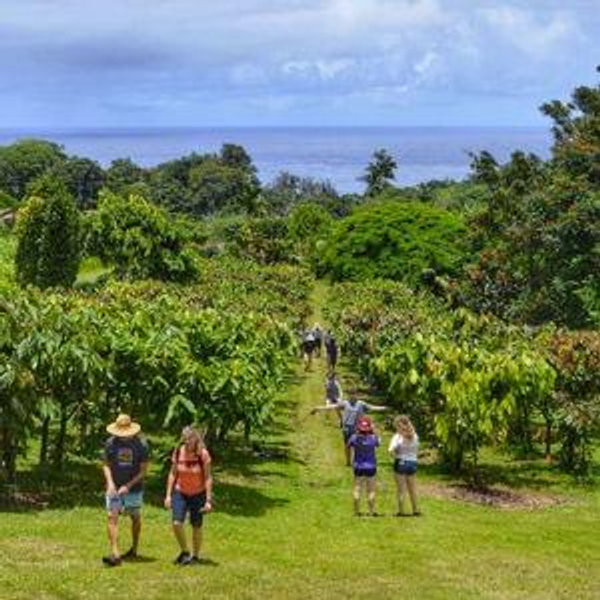 Chocolate Estate Tour Maui