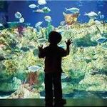 Explore the Aquarium at Fort Fisher