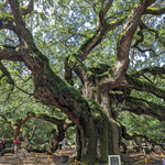 Angel Oak Tree