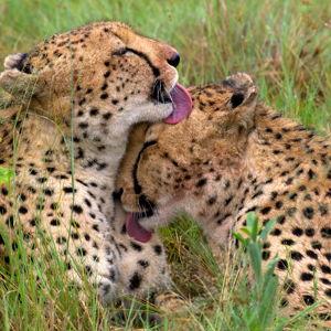 Safari honeymoon in Namibia
