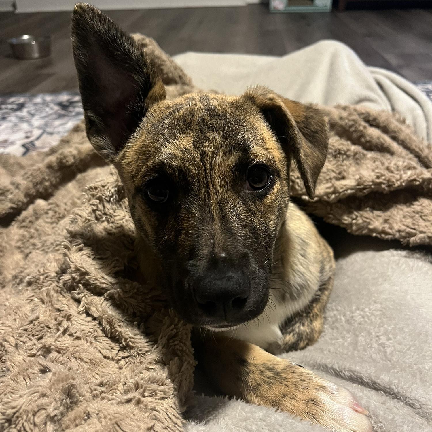 Our rescue dog Hebe!