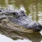 Atchafalaya Basin Landing Airboat Swamp Tours