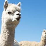 Smooth Alpaca Experience