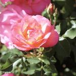 Cheyenne Botanic Gardens