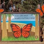 Monarch Butterfly Grove