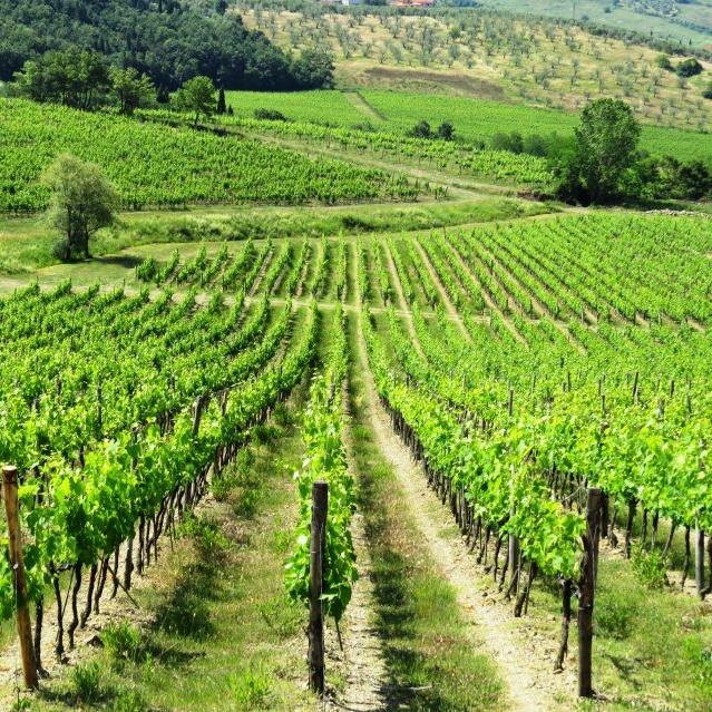 Chianti Authentic Experience with 2 wine tastings and Village Tour