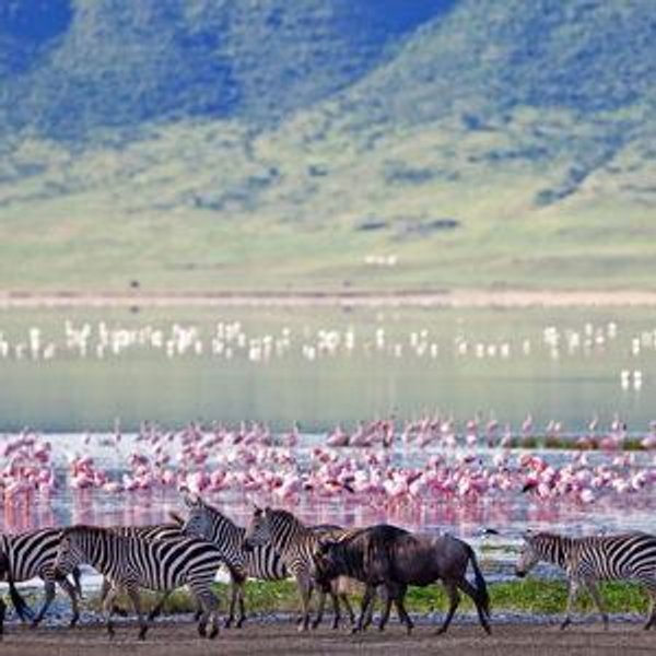 Ngorongo Crater Safari