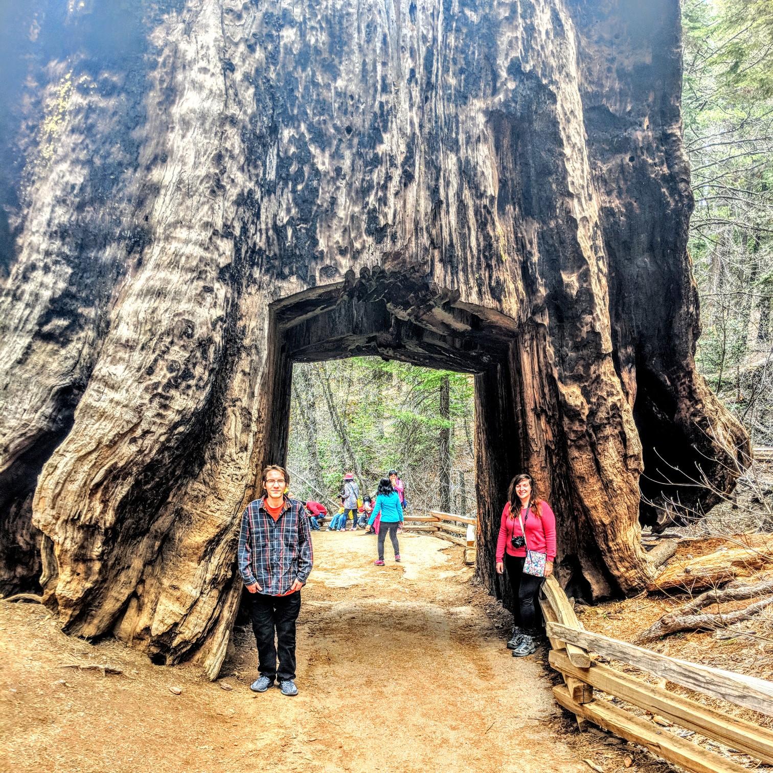 Mariposa grove, Yosemite National Park
