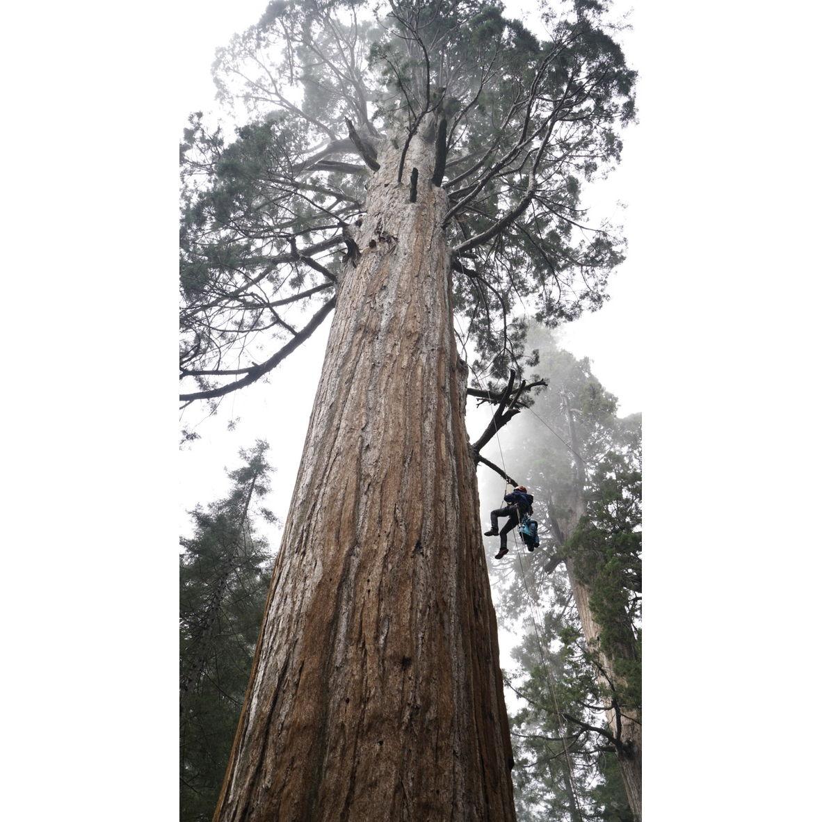 Erin rapelling out of a Sequoia in Kings Canyon.