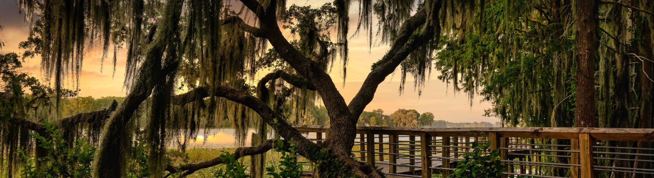 The Wedding Website of Tatyana Suvorova and William LeBlanc