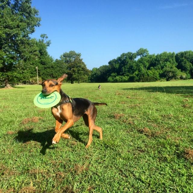 This was at Fenwick Plantation, where we first lived together. {2015}