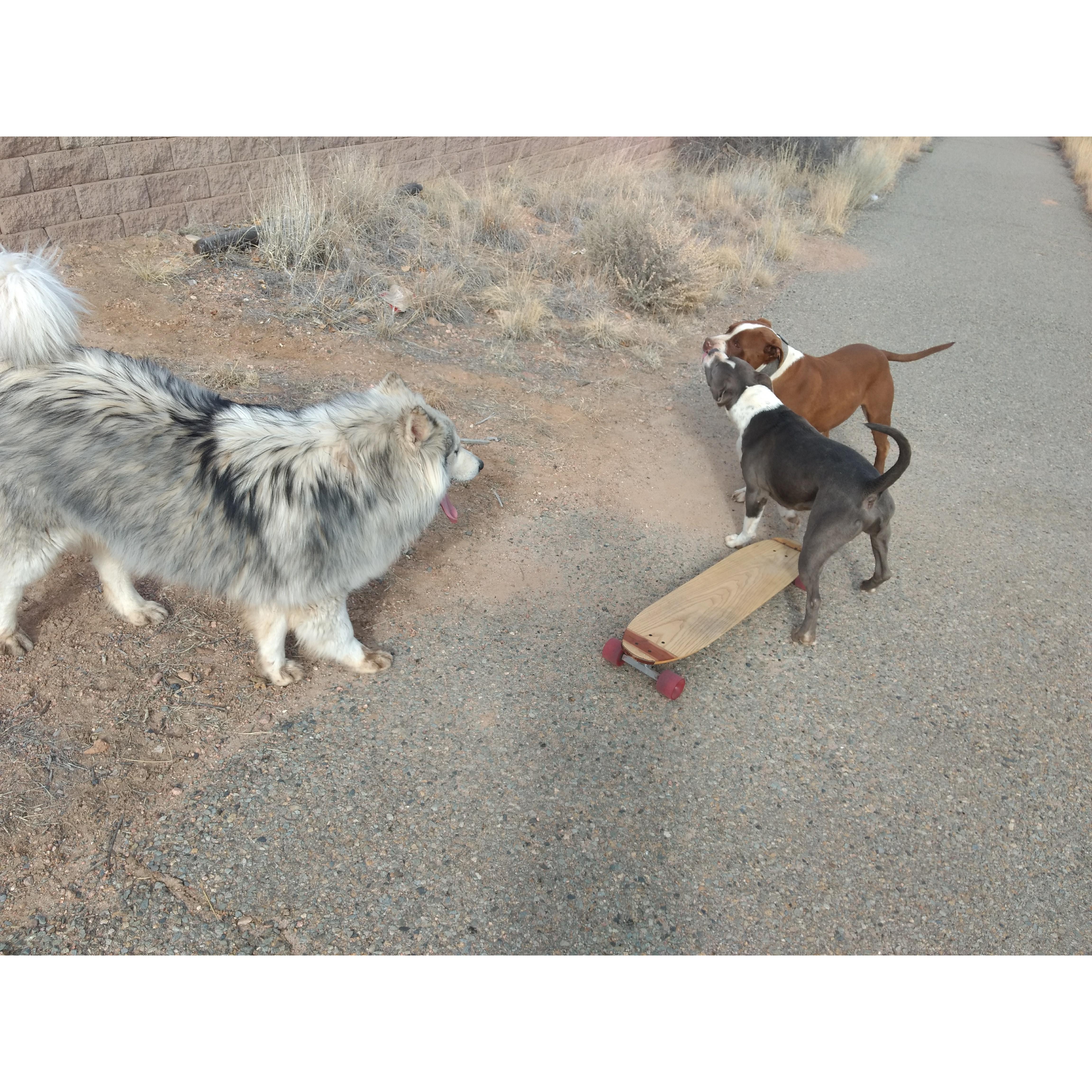 Ty met these dogs while longboarding in Santa Fe.