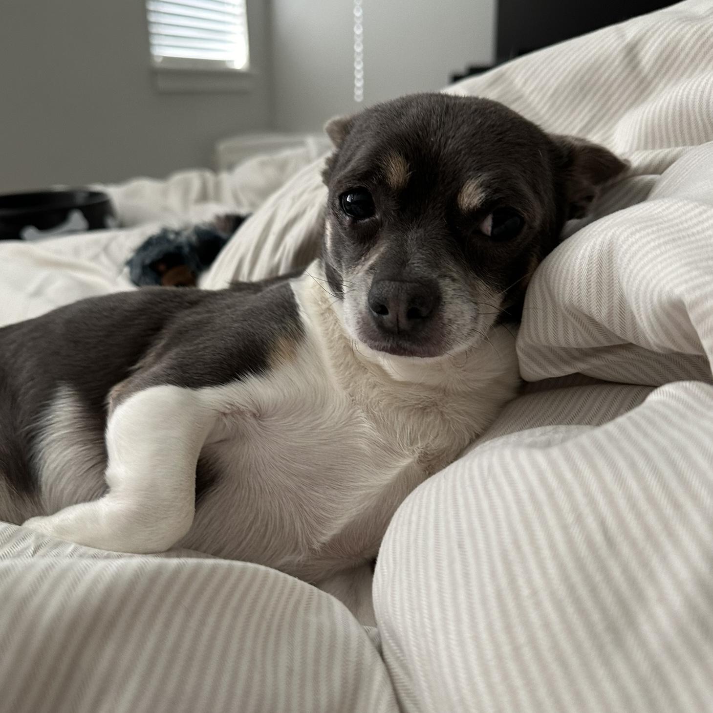 Pet Hotel For Our Honeymoon