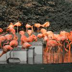 San Antonio Zoo