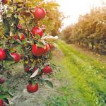 Battleview Orchards