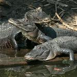 Alligator Farm