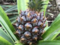 Plantação de Ananás dos Açores