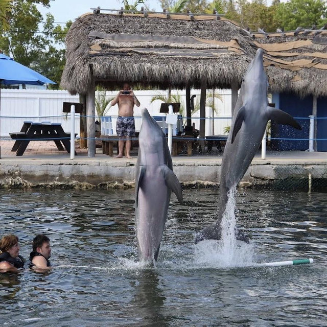 Swim with Dolphins