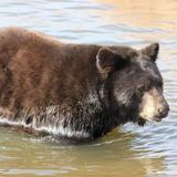 Bear Country USA