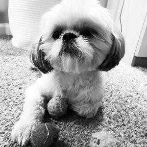 Haircut for Benji