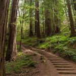 Muir Woods