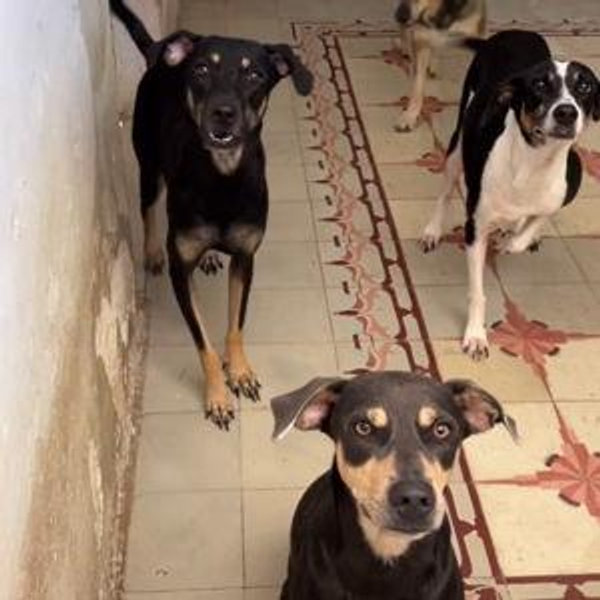 Local Merida Dog Rescue