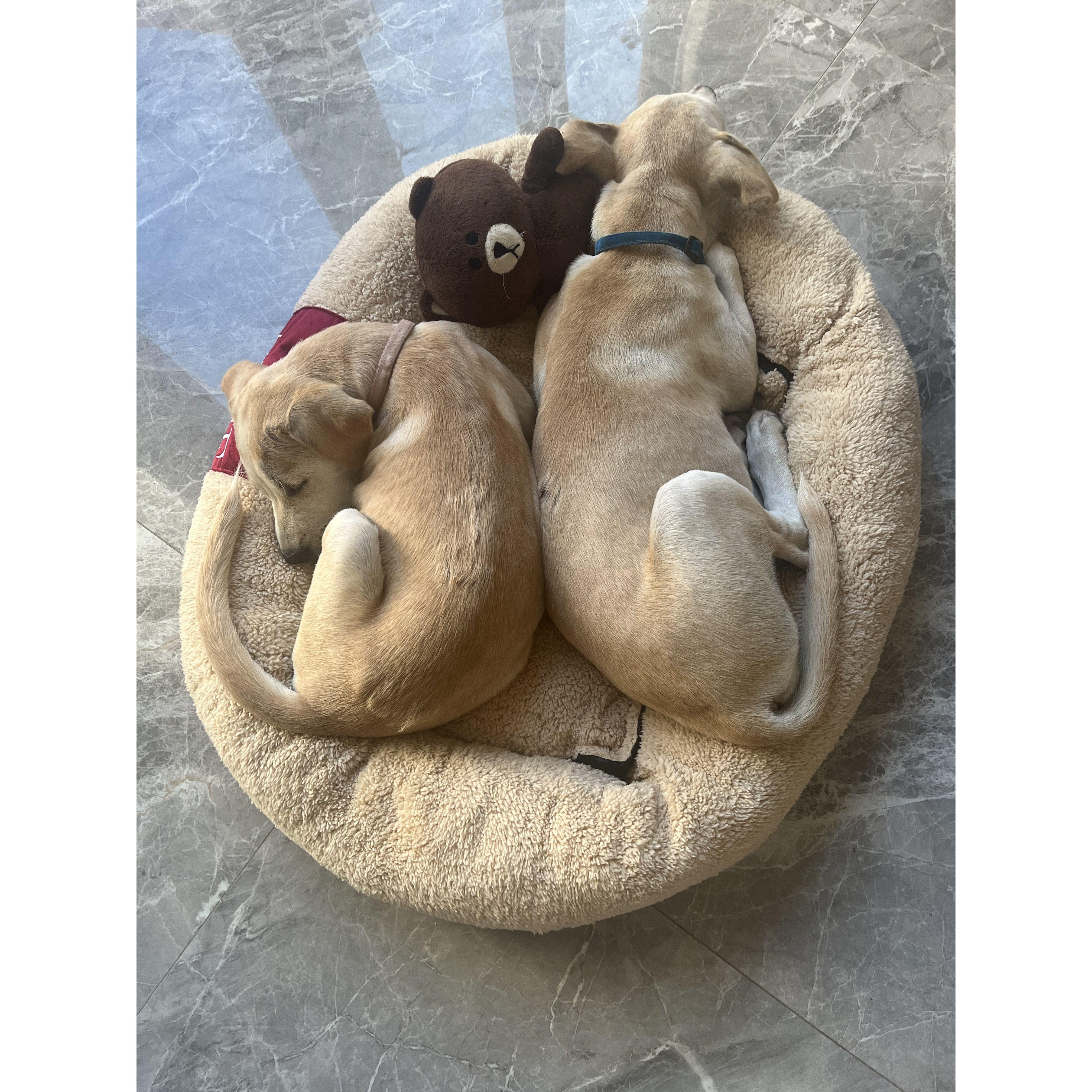 Our two rescue pups