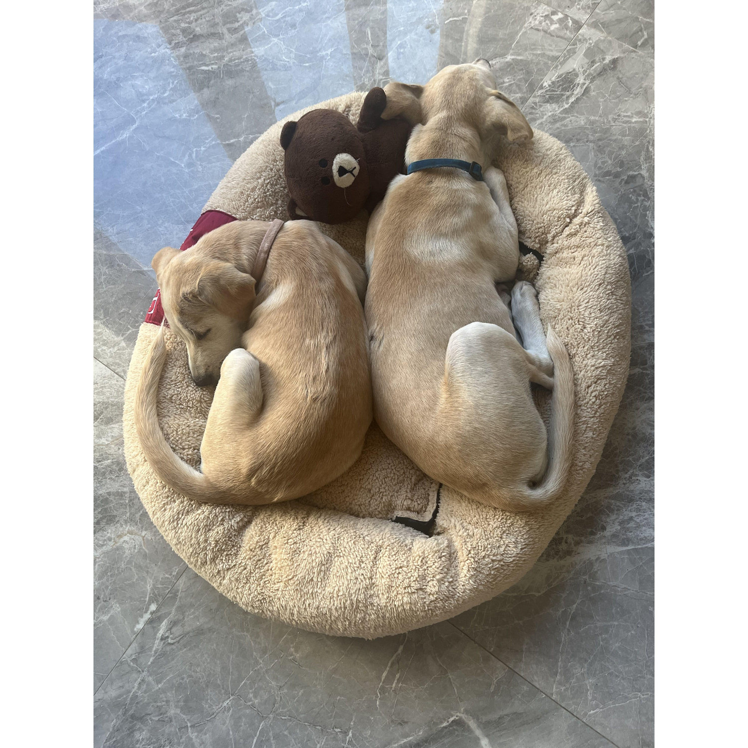 Our two rescue pups