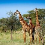 Serengeti National Park