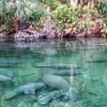 Blue Spring State Park