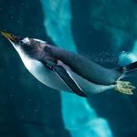 SeaWorld Orlando