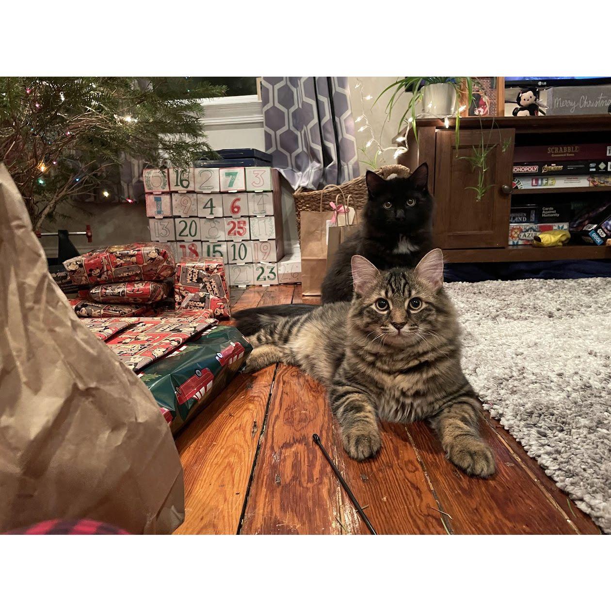 November 2021 - adopted Herbert and Kai