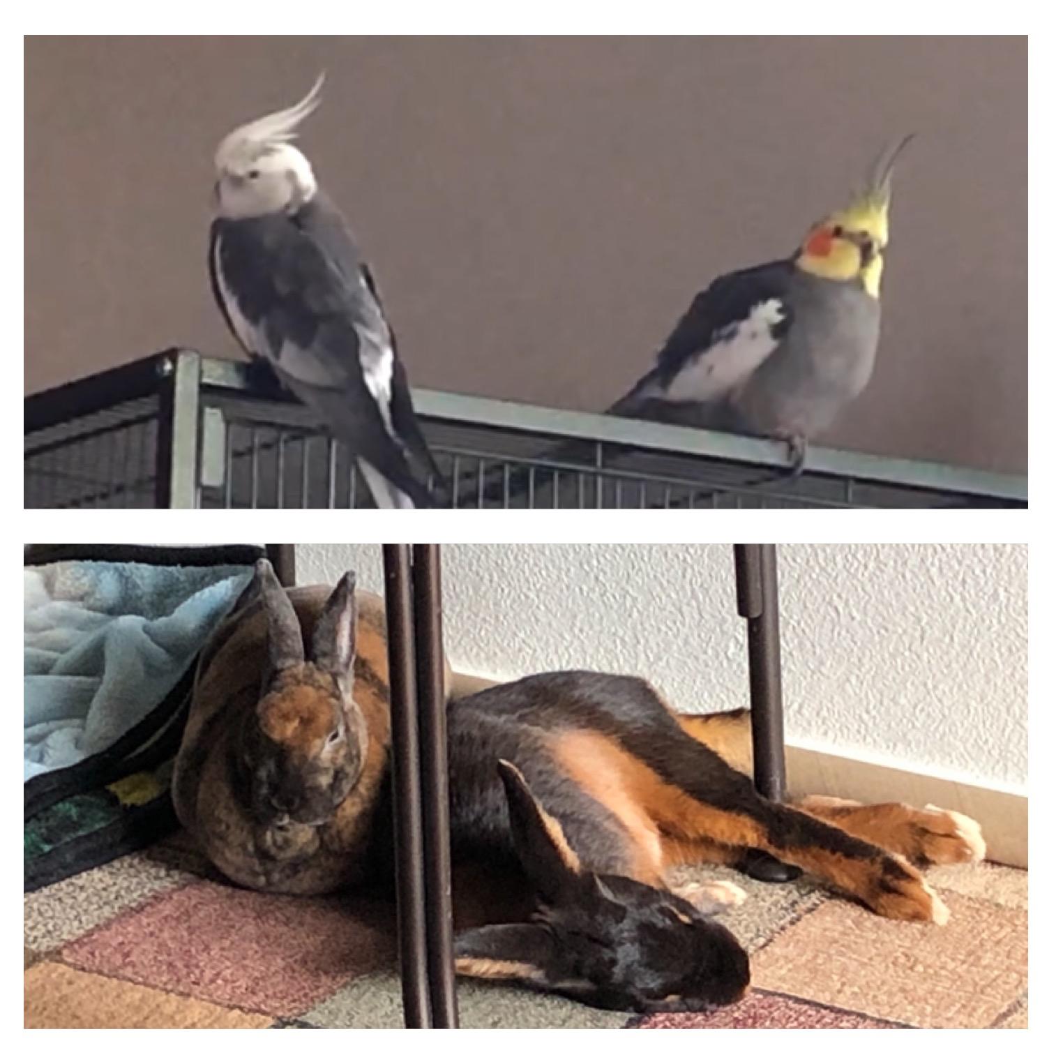 Pet Hotel For Our Honeymoon