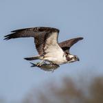 Watch Wildlife